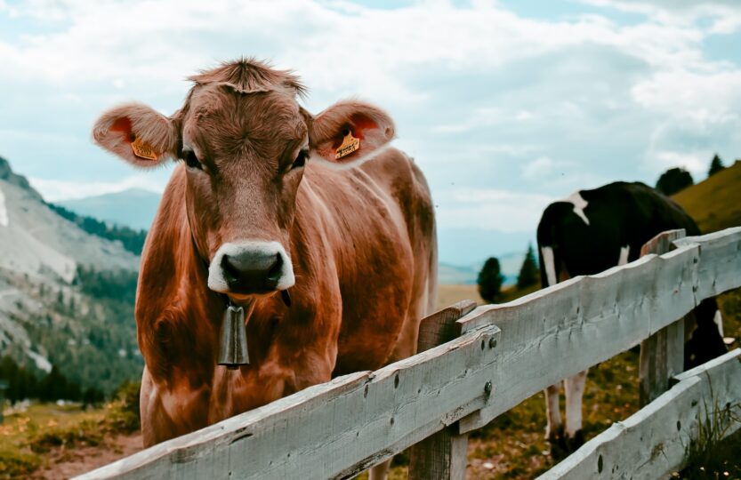 Découverte : les races de vaches les plus emblématiques